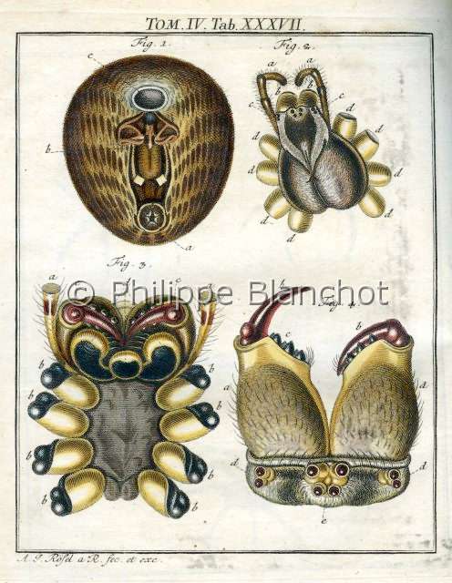 Collection-araignees_ 001.JPG - Epeire diadème, Archives Araignees, Johann Roesel, 1761, in "Portraits d'araignées" de Christine Rollard et Philippe Blanchot, ed. Quae